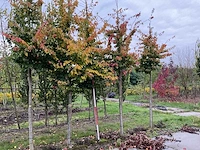 Perzische plataan - parrotia persica