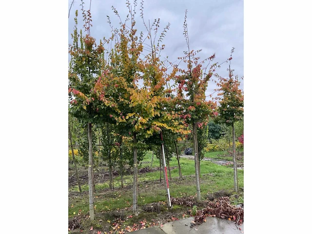 Perzische plataan - parrotia persica - afbeelding 2 van  6