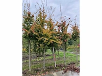 Perzische plataan - parrotia persica - afbeelding 2 van  6