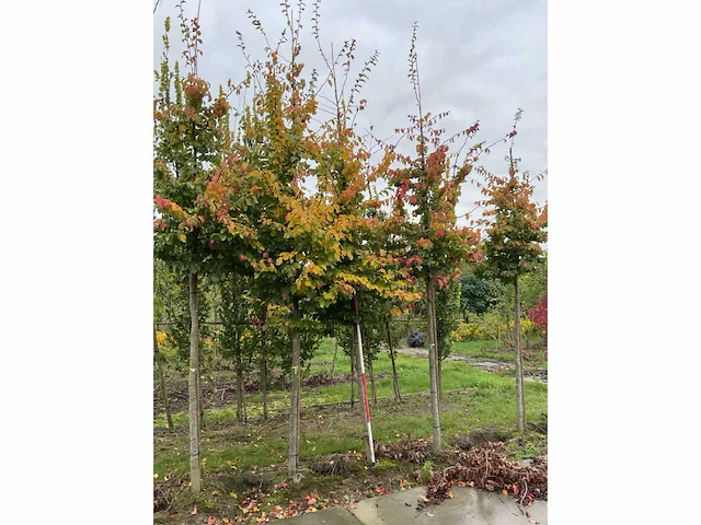 Perzische plataan - parrotia persica - afbeelding 3 van  6