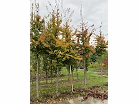 Perzische plataan - parrotia persica - afbeelding 4 van  6