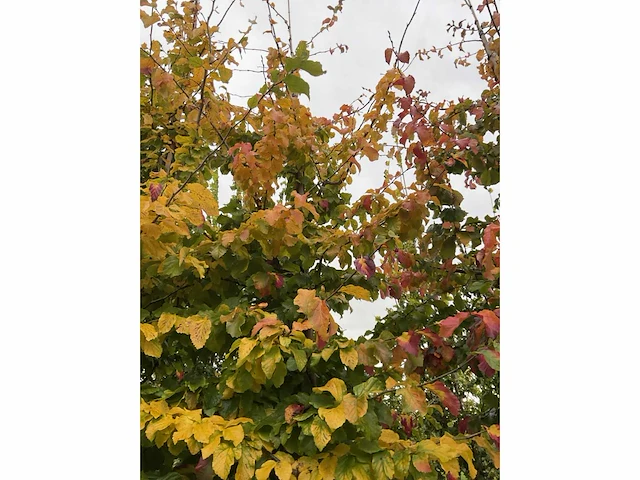 Perzische plataan - parrotia persica - afbeelding 5 van  6