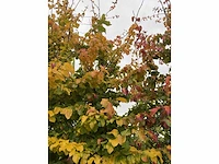 Perzische plataan - parrotia persica - afbeelding 5 van  6