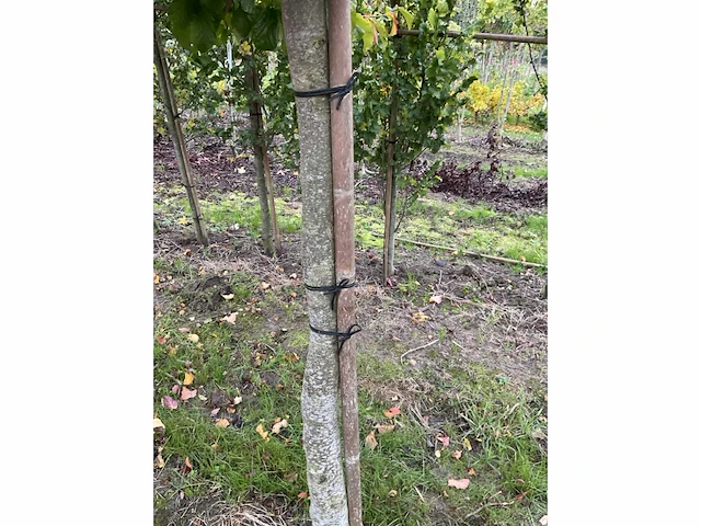 Perzische plataan - parrotia persica - afbeelding 6 van  6