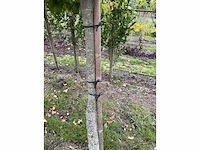 Perzische plataan - parrotia persica - afbeelding 6 van  6