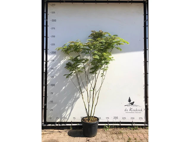 Perzische slaapboom albizia julibrissin, meerstammig, roze bloei, ca. 250 cm hoog - afbeelding 1 van  1