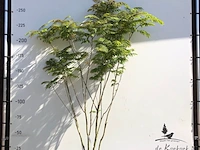 Perzische slaapboom albizia julibrissin, meerstammig, roze bloei, ca. 250 cm hoog - afbeelding 1 van  1