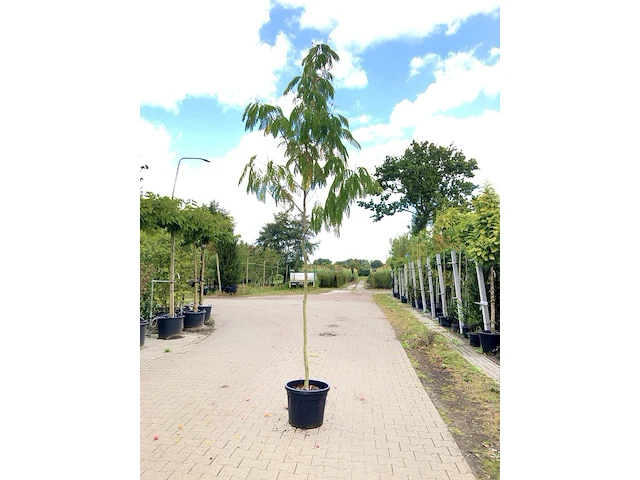Perzische slaapboom albizia 'rouge de tuiliere', bloesemboom, roodroze bloei, ca. 4 m hoog - afbeelding 1 van  2
