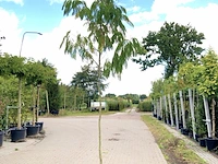 Perzische slaapboom albizia 'rouge de tuiliere', bloesemboom, roodroze bloei, ca. 4 m hoog - afbeelding 1 van  2