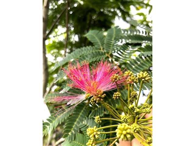 Perzische slaapboom albizia 'rouge de tuiliere', bloesemboom, roodroze bloei, ca. 4 m hoog - afbeelding 2 van  2