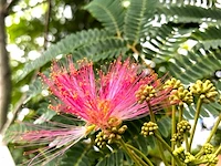 Perzische slaapboom albizia 'rouge de tuiliere', bloesemboom, roodroze bloei, ca. 4 m hoog - afbeelding 2 van  2