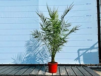 Phoenix canariensis stamhoogte 10-20 cm - afbeelding 1 van  1