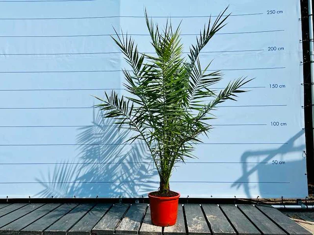 Phoenix canariensis stamhoogte 10-20 cm - afbeelding 1 van  1