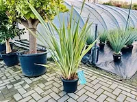 Phormium tenax 130cm - afbeelding 1 van  1