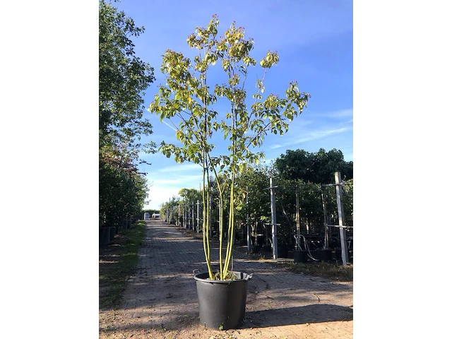 Pindakaasboom clerodendrum 'purple blaze', meerstammig, witte/rode bloei, ca. 350 cm hoog - afbeelding 1 van  1