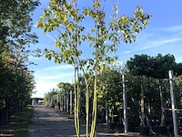 Pindakaasboom clerodendrum 'purple blaze', meerstammig, witte/rode bloei, ca. 350 cm hoog - afbeelding 1 van  1