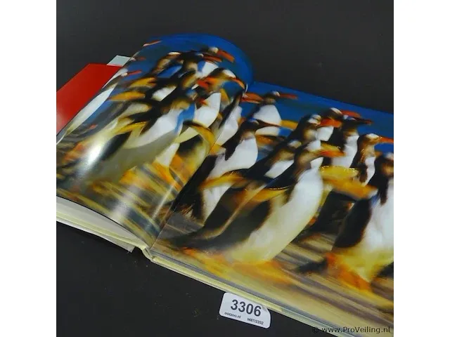 Pinguïn - afbeelding 4 van  5