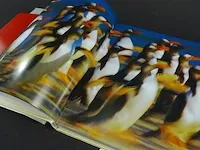 Pinguïn - afbeelding 4 van  5