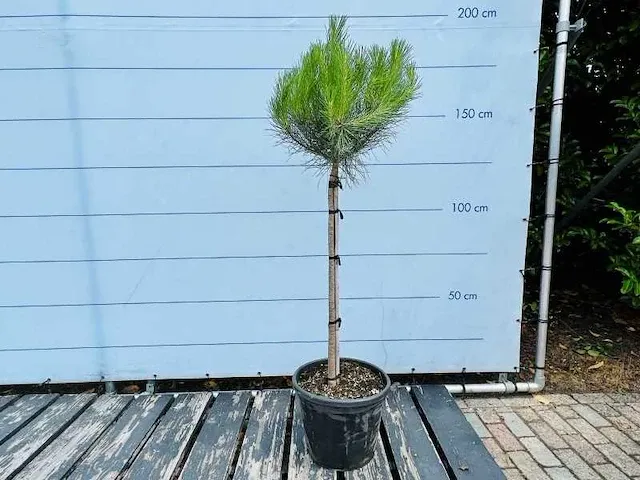 Pinus pinea 160/180cm - afbeelding 1 van  1