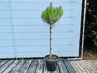 Pinus pinea 160/180cm - afbeelding 1 van  1