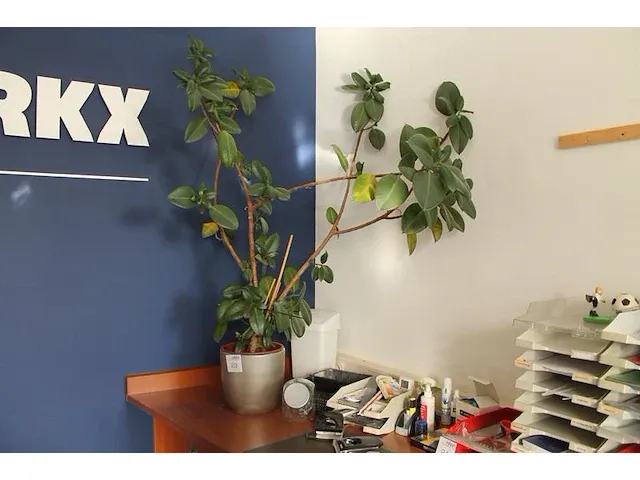 Plant (ca. 170 cm.) in pot. - afbeelding 1 van  2