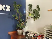 Plant (ca. 170 cm.) in pot. - afbeelding 1 van  2