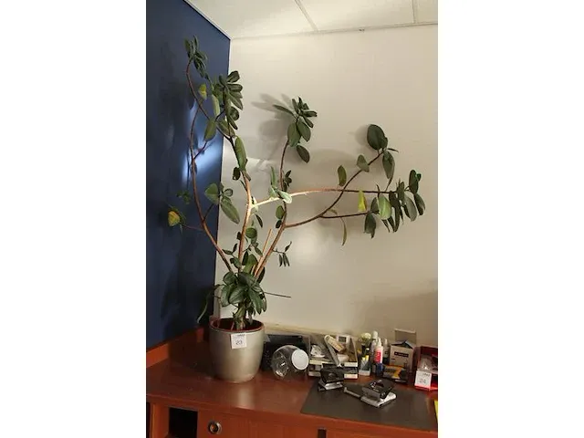 Plant (ca. 170 cm.) in pot. - afbeelding 2 van  2