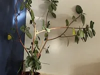 Plant (ca. 170 cm.) in pot. - afbeelding 2 van  2
