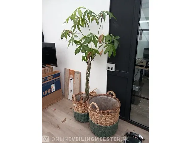 Plant in mand - afbeelding 1 van  6