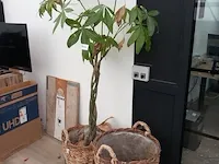 Plant in mand - afbeelding 1 van  6