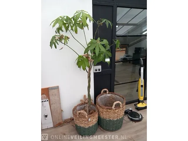 Plant in mand - afbeelding 2 van  6