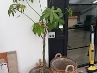 Plant in mand - afbeelding 2 van  6