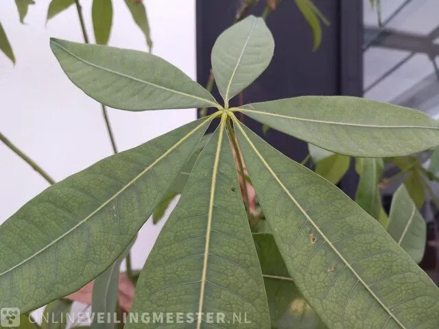 Plant in mand - afbeelding 3 van  6