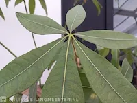 Plant in mand - afbeelding 3 van  6