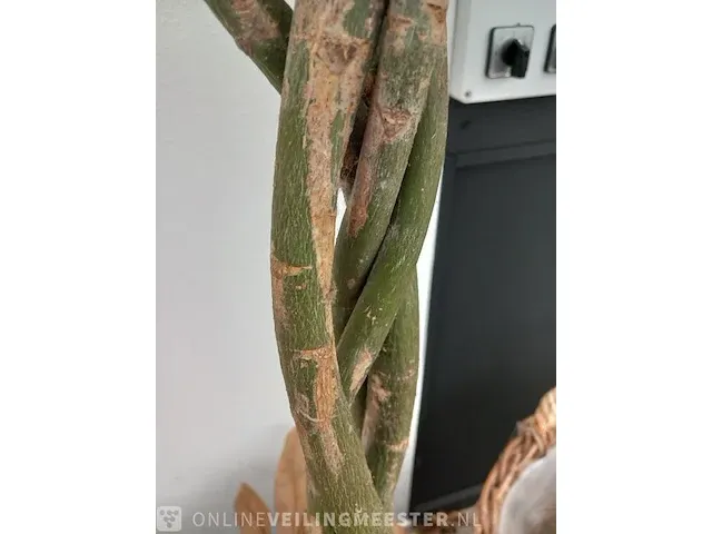Plant in mand - afbeelding 4 van  6