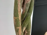 Plant in mand - afbeelding 4 van  6