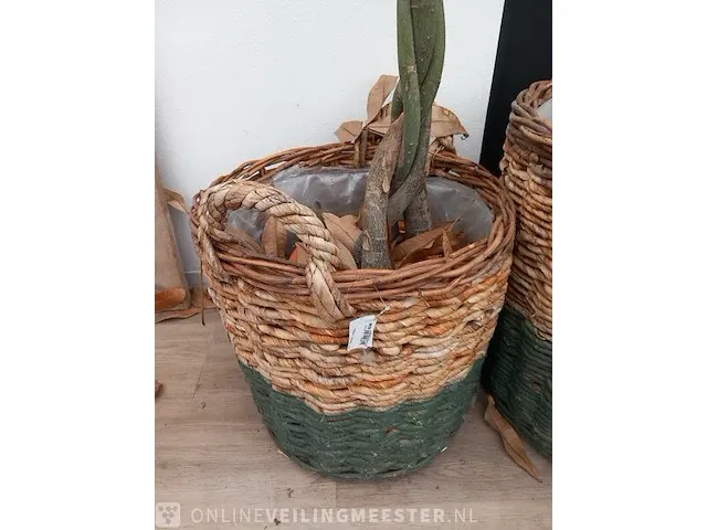 Plant in mand - afbeelding 5 van  6