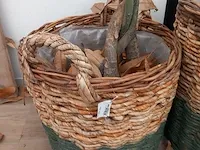 Plant in mand - afbeelding 5 van  6