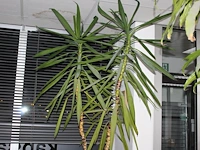 Plant in pot, hoogte 245 cm. - afbeelding 1 van  2