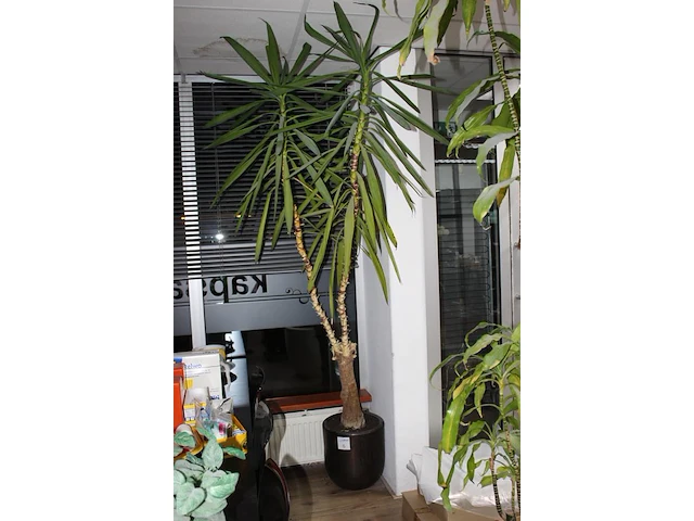 Plant in pot, hoogte 245 cm. - afbeelding 2 van  2