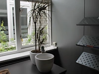 Plant in pot met hoogte 120 cm en extra pot met doorsnede 29 cm. - afbeelding 1 van  2
