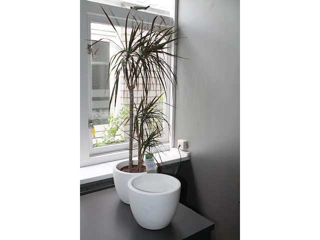Plant in pot met hoogte 120 cm en extra pot met doorsnede 29 cm. - afbeelding 2 van  2