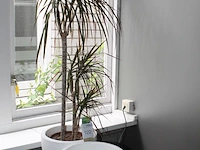 Plant in pot met hoogte 120 cm en extra pot met doorsnede 29 cm. - afbeelding 2 van  2