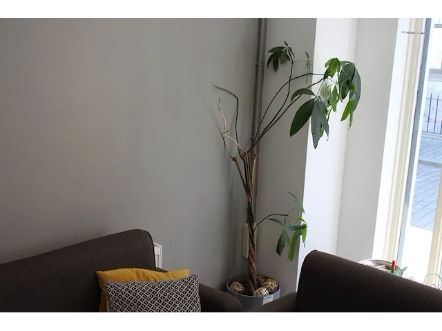 Plant in pot met hoogte circa 180 cm. - afbeelding 1 van  2