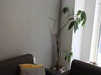 Plant in pot met hoogte circa 180 cm. - afbeelding 1 van  2