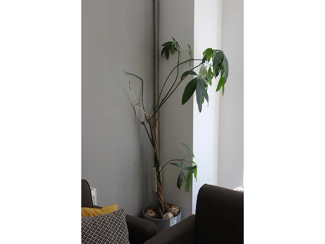Plant in pot met hoogte circa 180 cm. - afbeelding 2 van  2