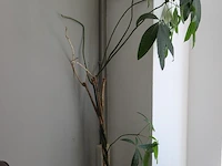 Plant in pot met hoogte circa 180 cm. - afbeelding 2 van  2