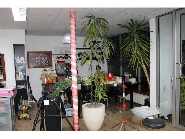 Plant in pot op hydrocultuur, hoogte 245 cm. - afbeelding 1 van  2