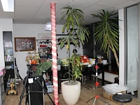 Plant in pot op hydrocultuur, hoogte 245 cm. - afbeelding 1 van  2