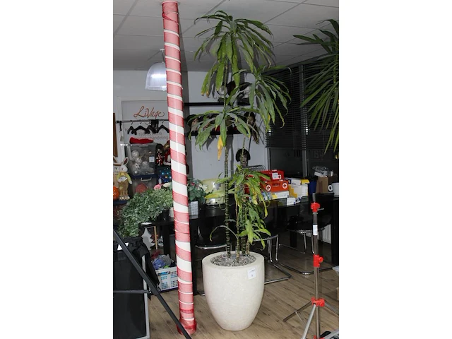 Plant in pot op hydrocultuur, hoogte 245 cm. - afbeelding 2 van  2